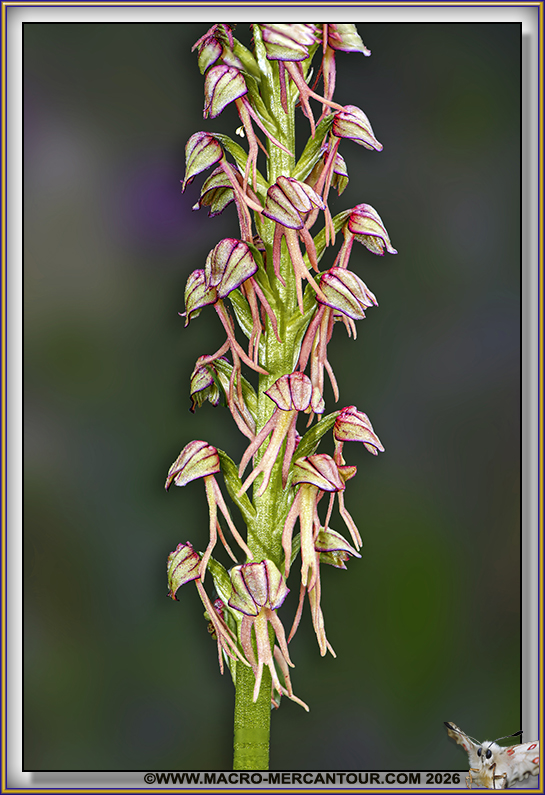 Orchis Homme pendu